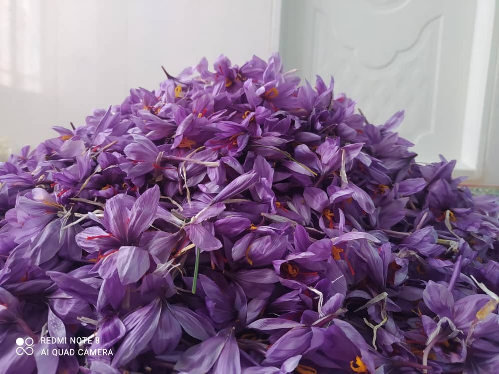 برداشت طلای سرخ از مزارع رفسنجان + تصاویر