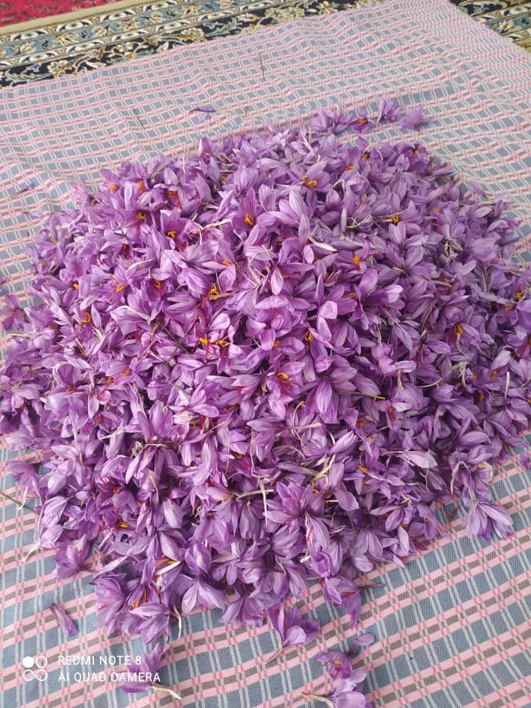 برداشت طلای سرخ از مزارع رفسنجان + تصاویر