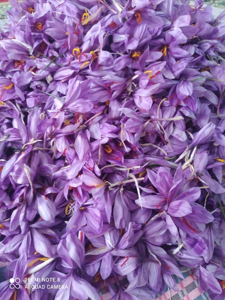 برداشت طلای سرخ از مزارع رفسنجان + تصاویر