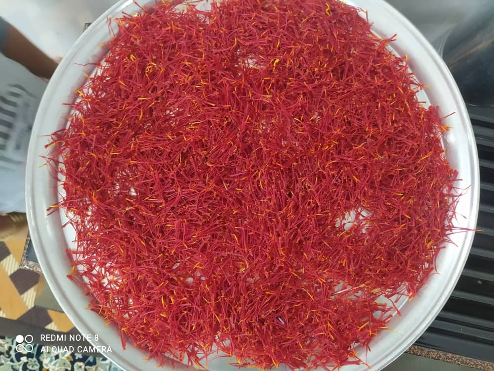 برداشت طلای سرخ از مزارع رفسنجان + تصاویر