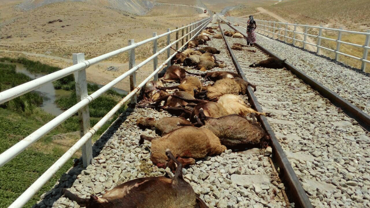 برخورد قطار با گله گوسفندان در قزوین + فیلم