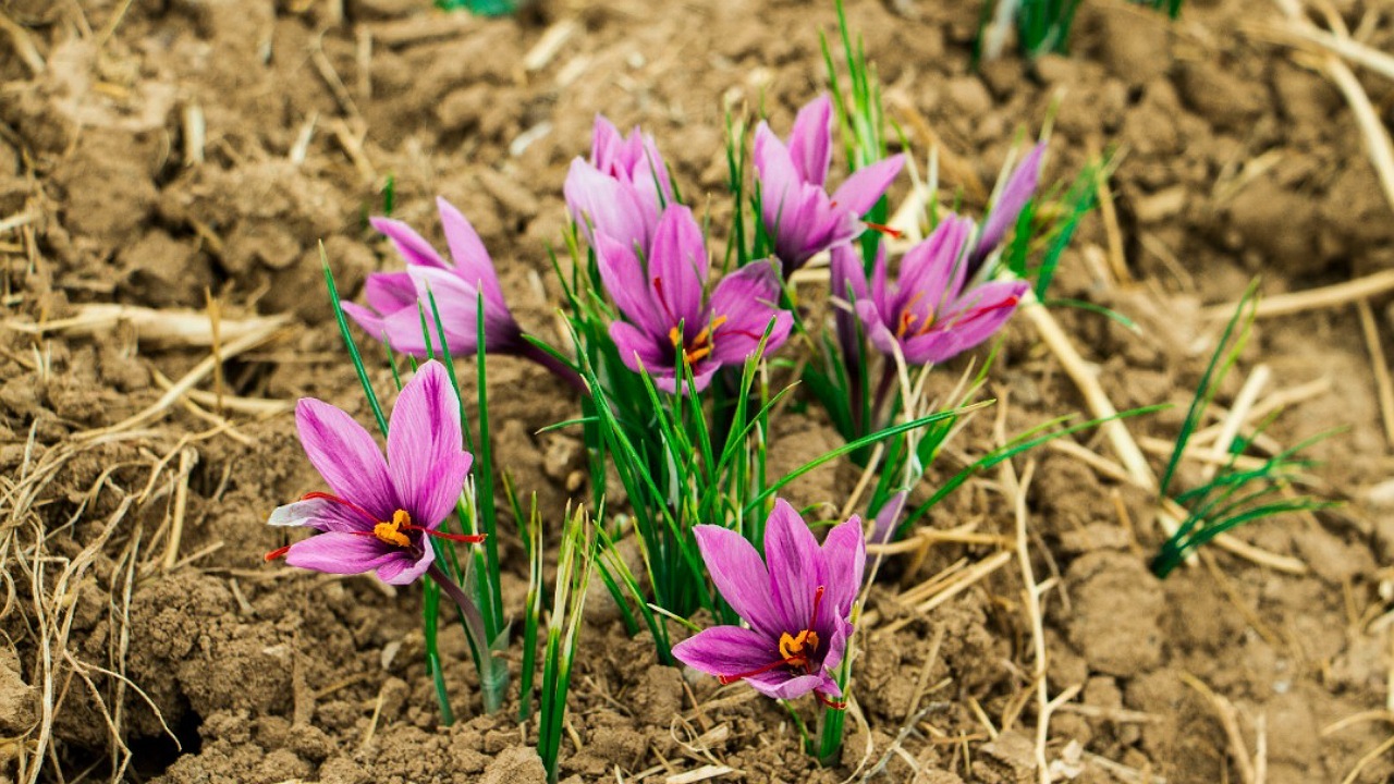 برداشت گل‌های ارغوانی زعفران در تایباد+ تصویر