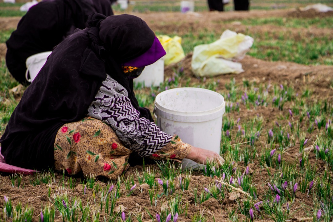 برداشت گل&zwnj;های ارغوانی زعفران در تایباد+ تصویر