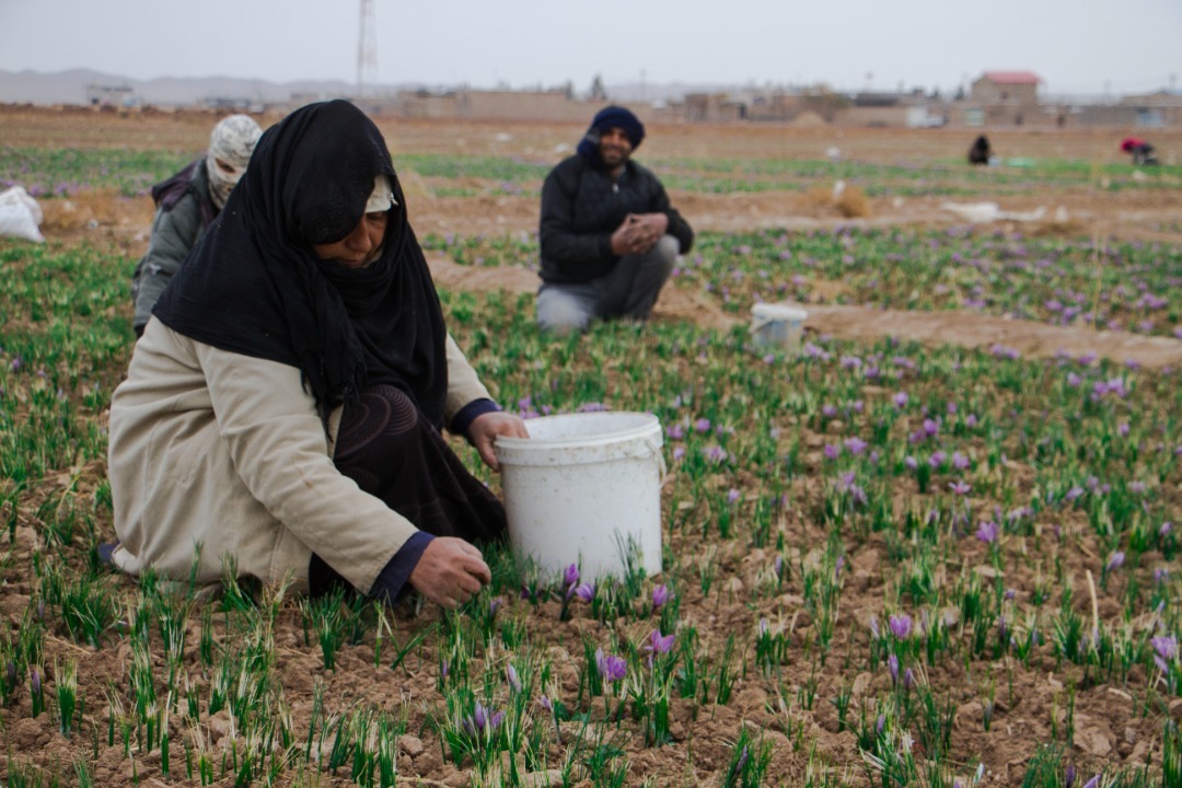 برداشت گل&zwnj;های ارغوانی زعفران در تایباد+ تصویر