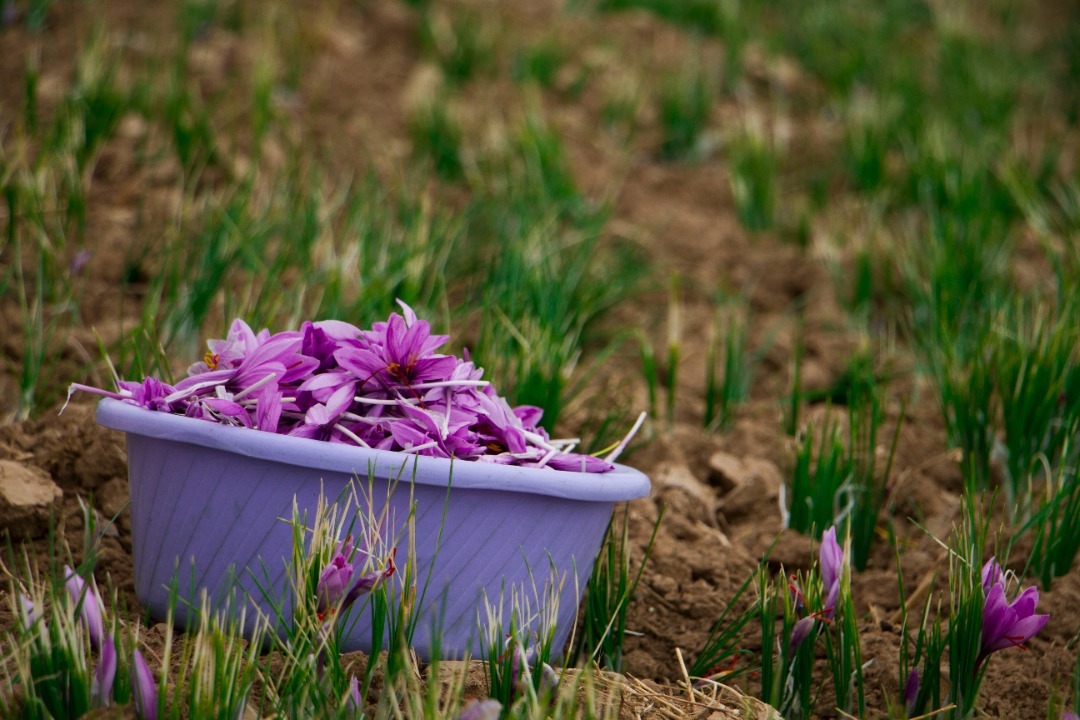 برداشت گل&zwnj;های ارغوانی زعفران در تایباد+ تصویر
