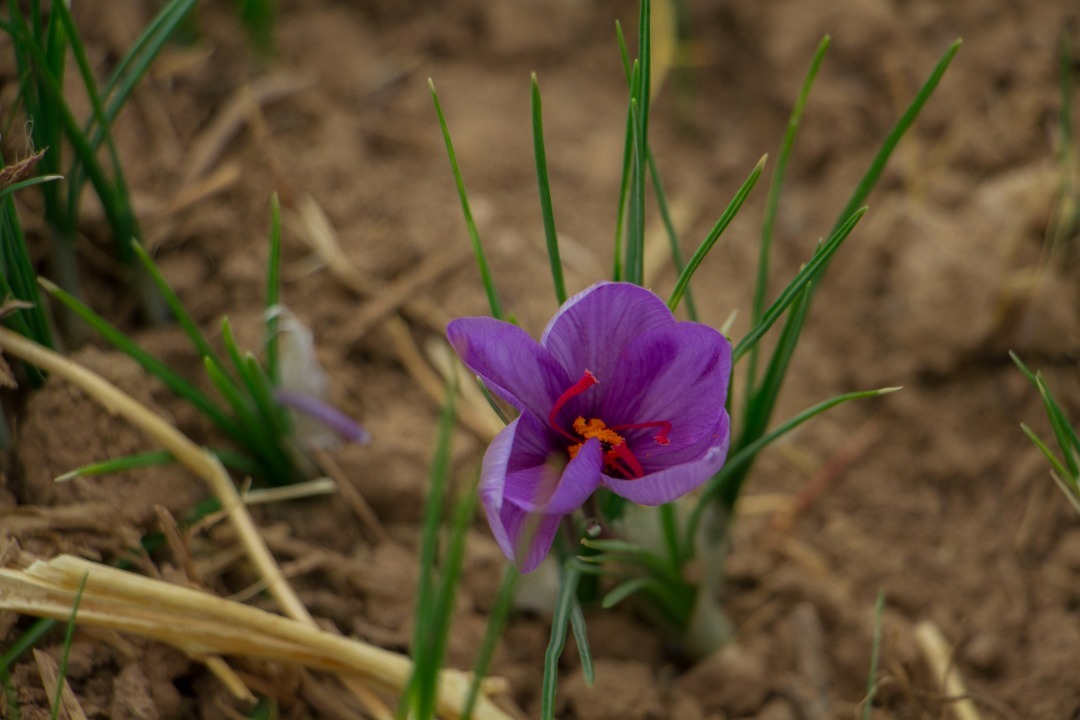 برداشت گل&zwnj;های ارغوانی زعفران در تایباد+ تصویر
