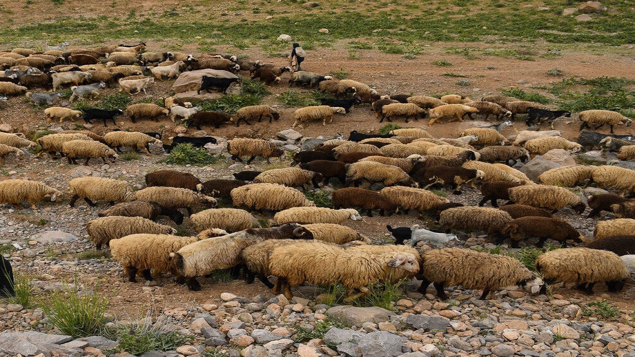 دامداران استان سمنان پروانه استفاده از مراتع را تمدید کنند