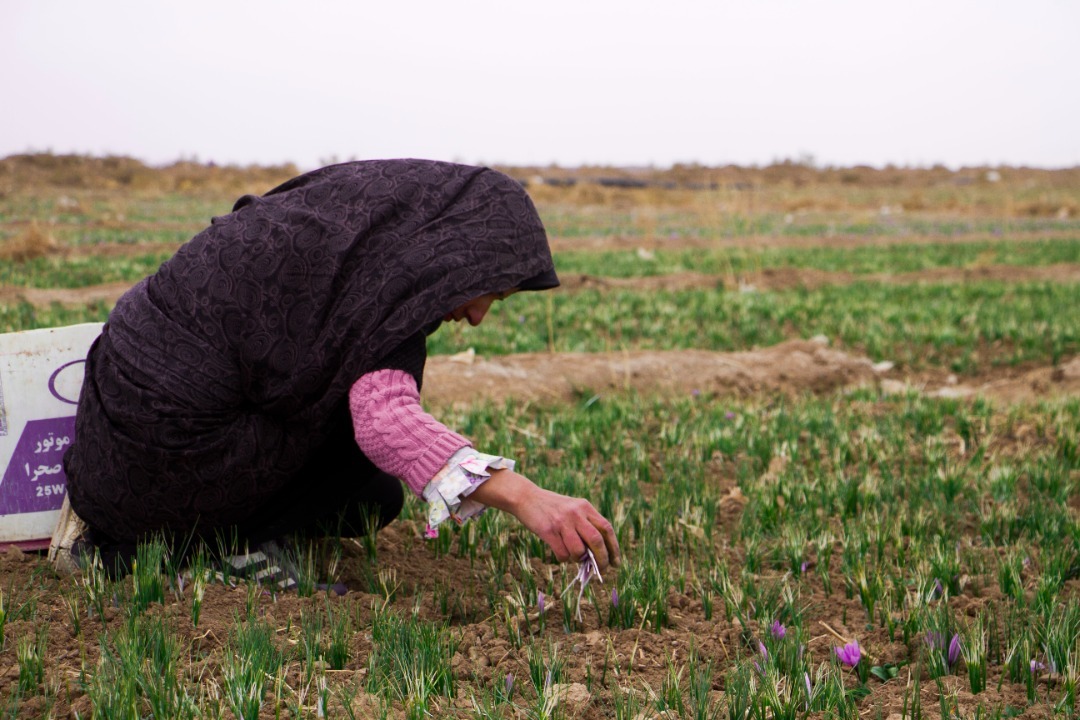 برداشت گل&zwnj;های ارغوانی زعفران در تایباد+ تصویر