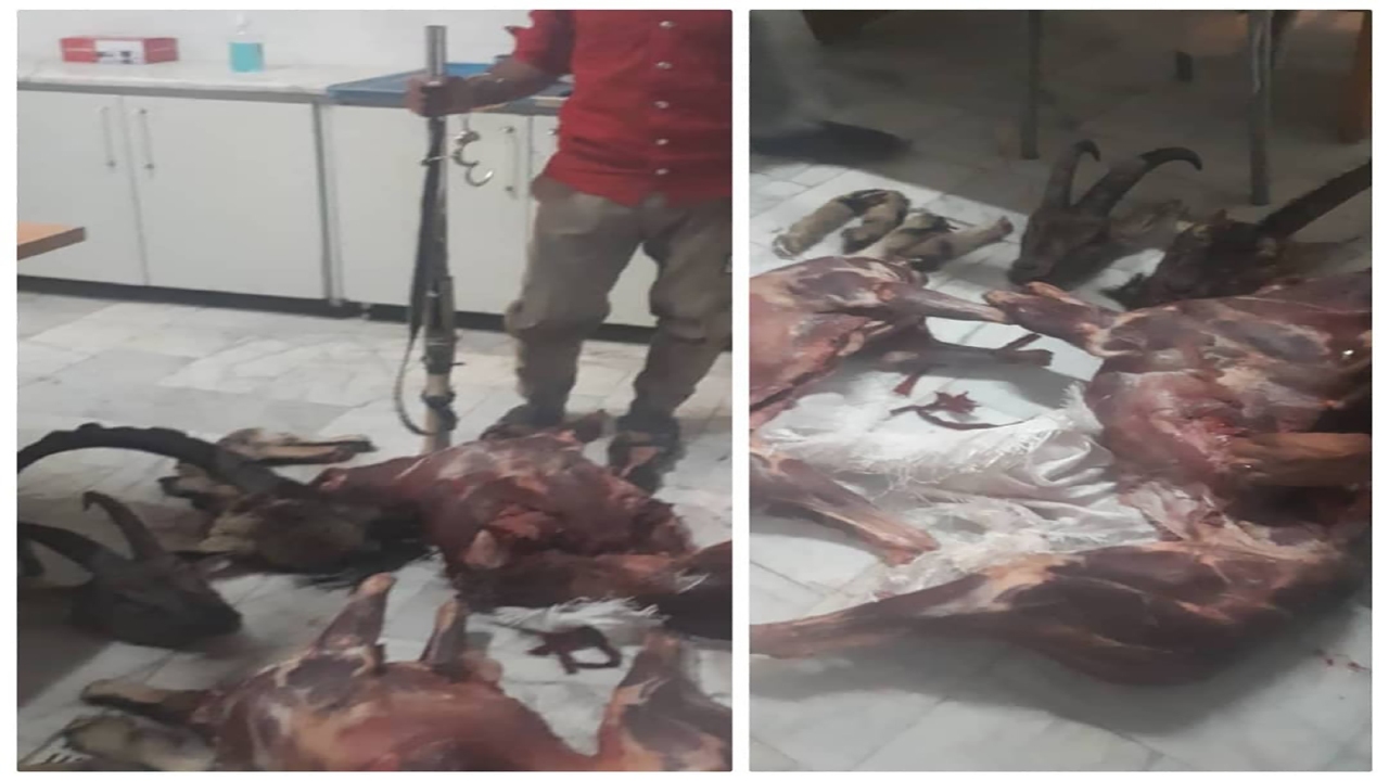 دستگیری شکارچی دو راس کل وحشی در بردسیر