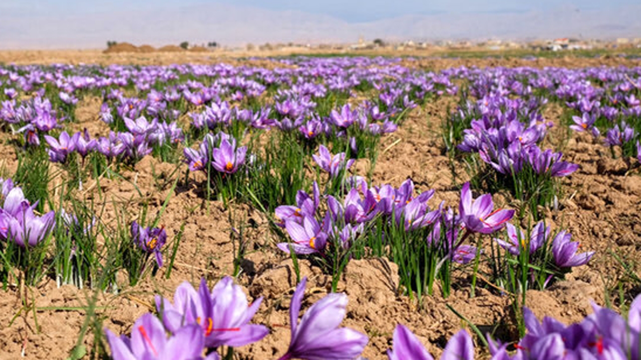 برداشت زعفران در نی ریز