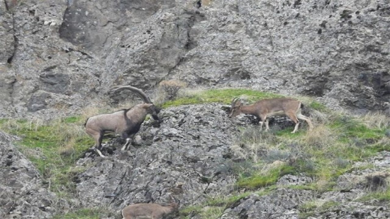 سرشماری نشخوارکنندگان شاخص ایلام در حال انجام است