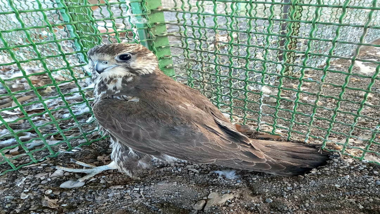 بالابان در سیرجان تیمار شد