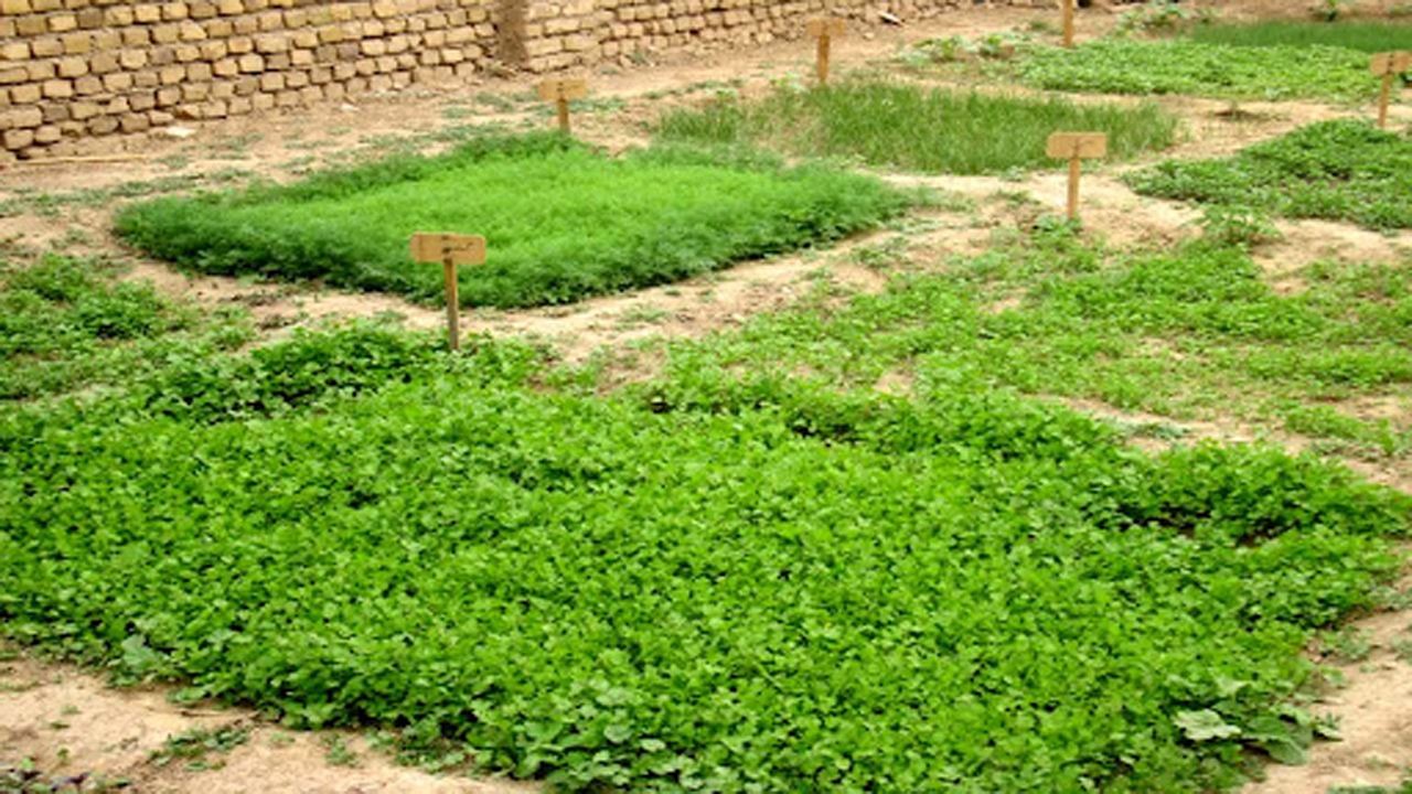 طرح ایجاد باغچه های خانگی در کوار