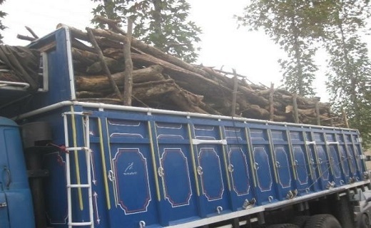 کشف چوب جنگلی قاچاق