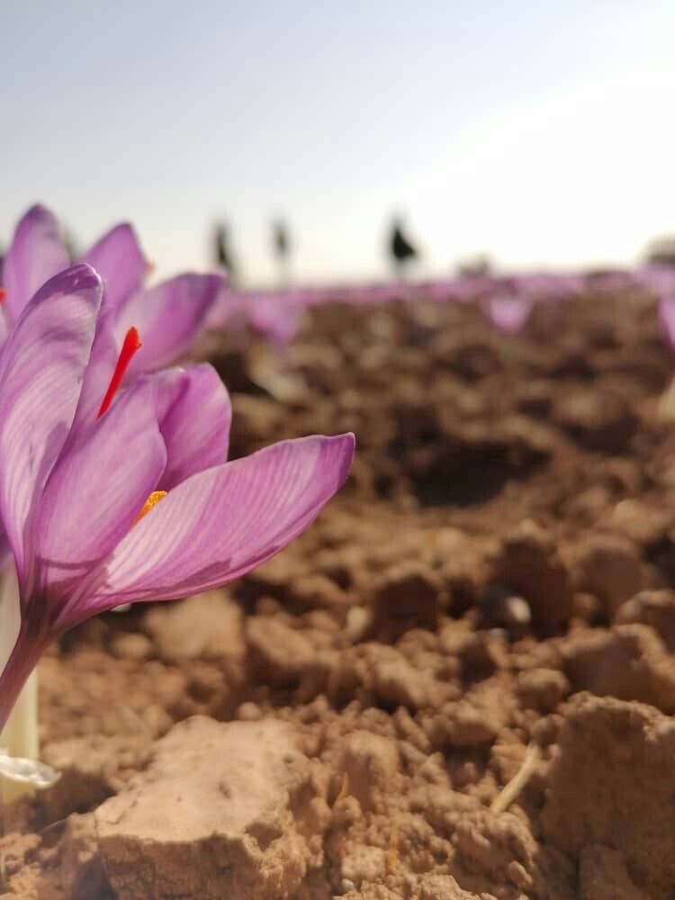 گل زعفران