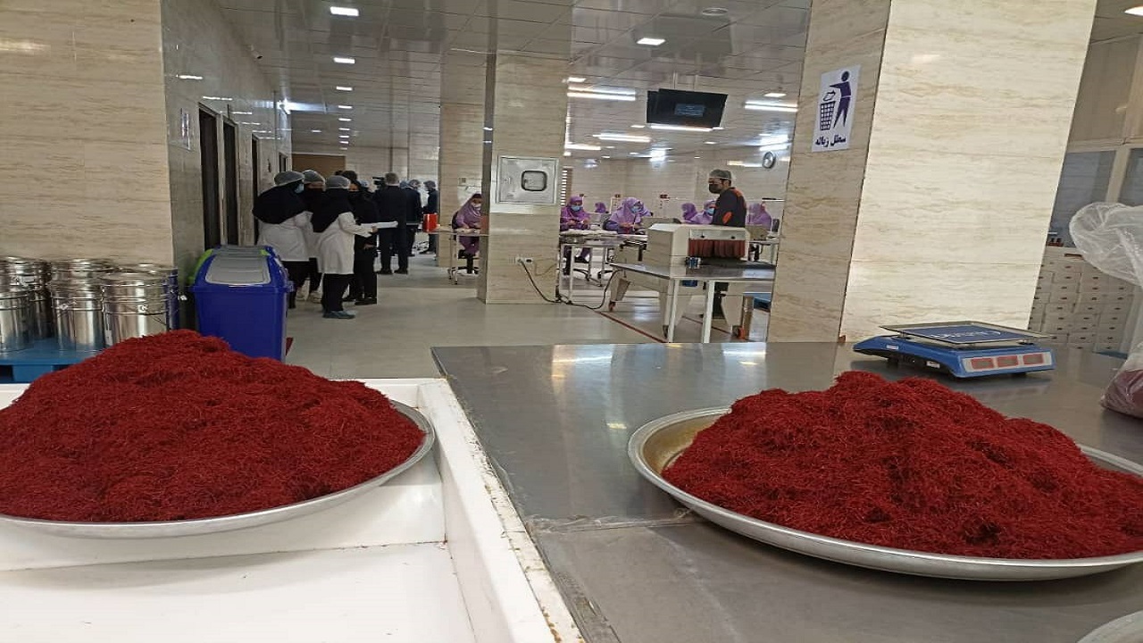 سطح زیر کشت زعفران در مشهد ۳۶۸۰ هکتار است
