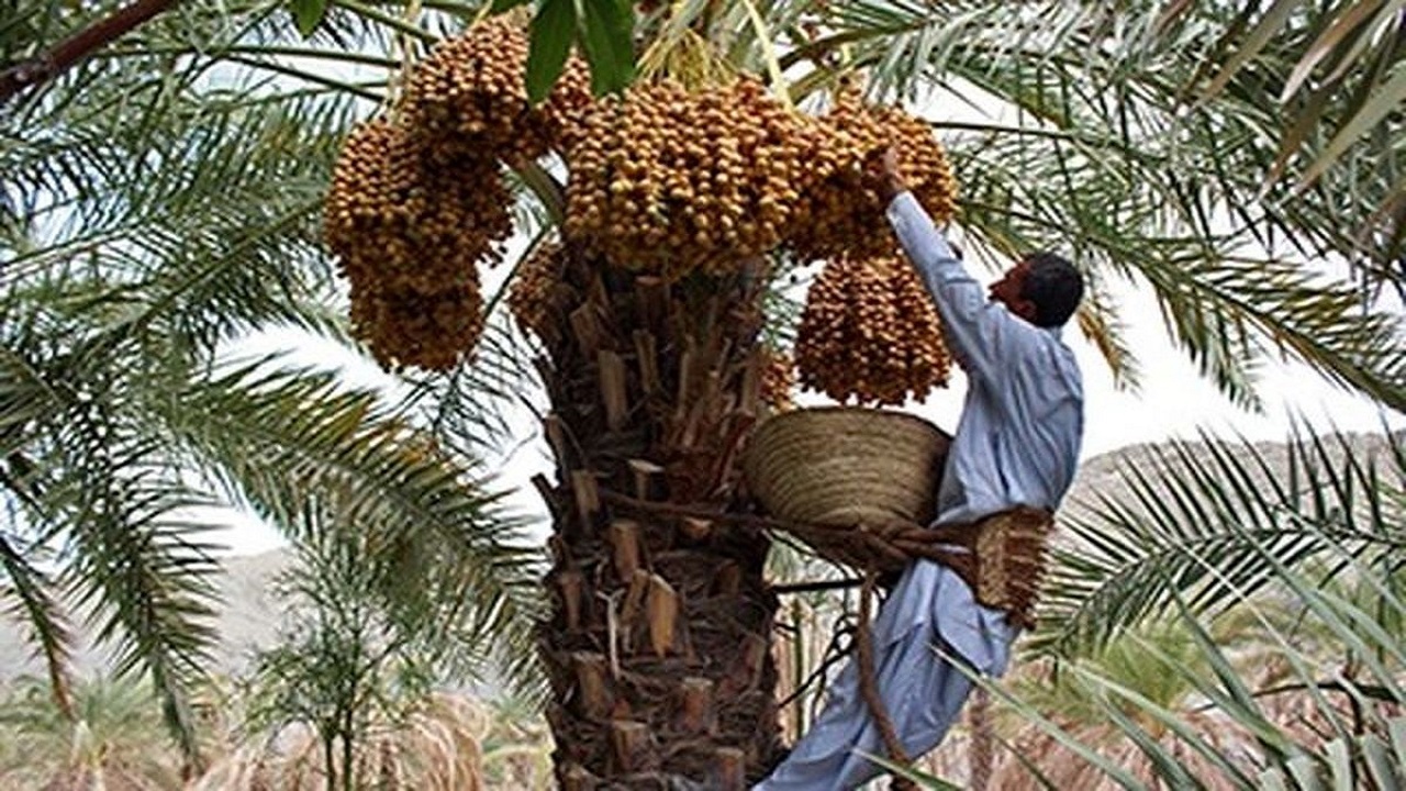 برداشت بیش از ۲۴۰ هزارتن خرماازنخلستان‌های جنوب سیستان و بلوچستان