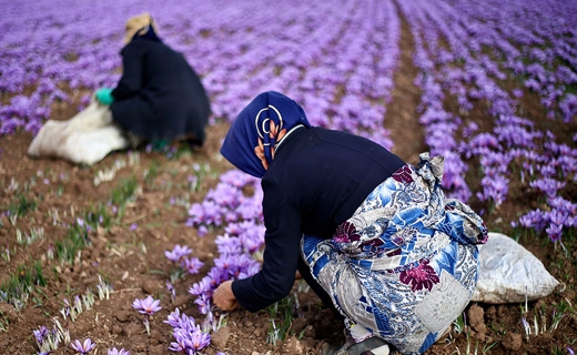طلای بنفشی که بر زمین&zwnj;های کشاورزی خراسان شمالی نقش بسته است