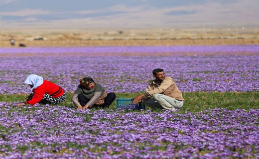 طلای بنفشی که بر زمین&zwnj;های کشاورزی خراسان شمالی نقش بسته است