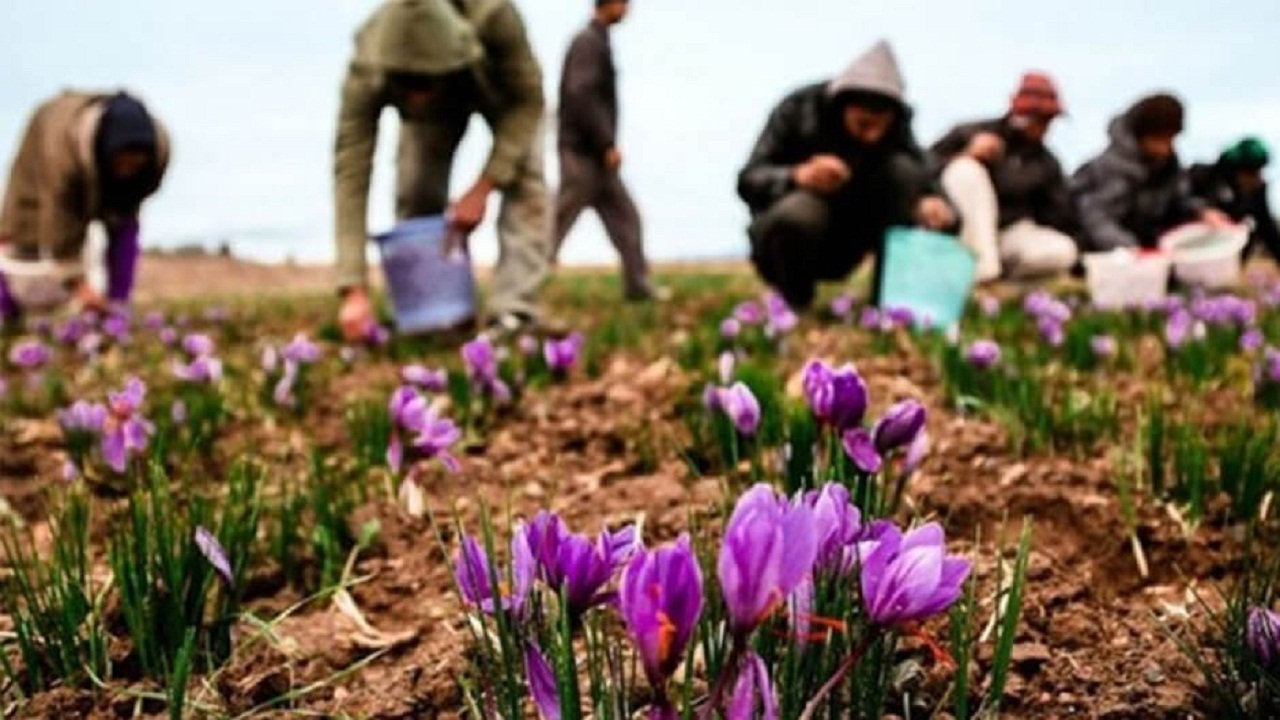 برداشت ۱۲۶ کیلو زعفران در رزن و درگزین