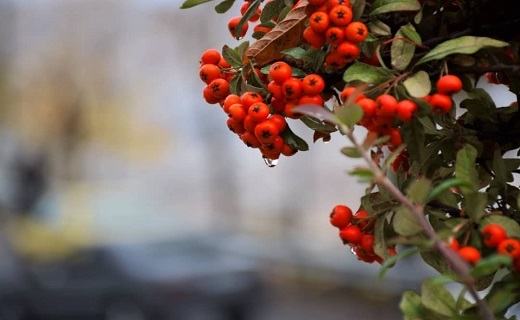 نمایی از طبیعت چشم نواز پاییزی سنندج