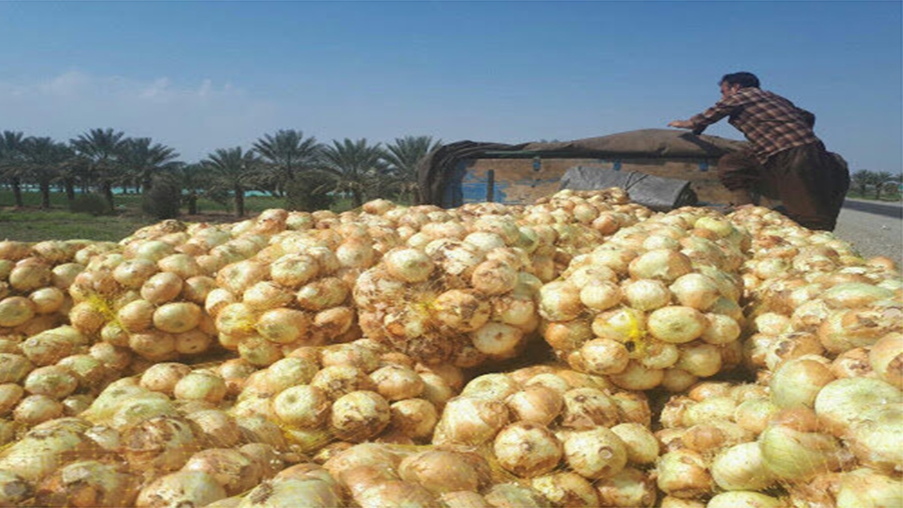 لارستان قطب تولید پیاز طرح استمرار در استان فارس
