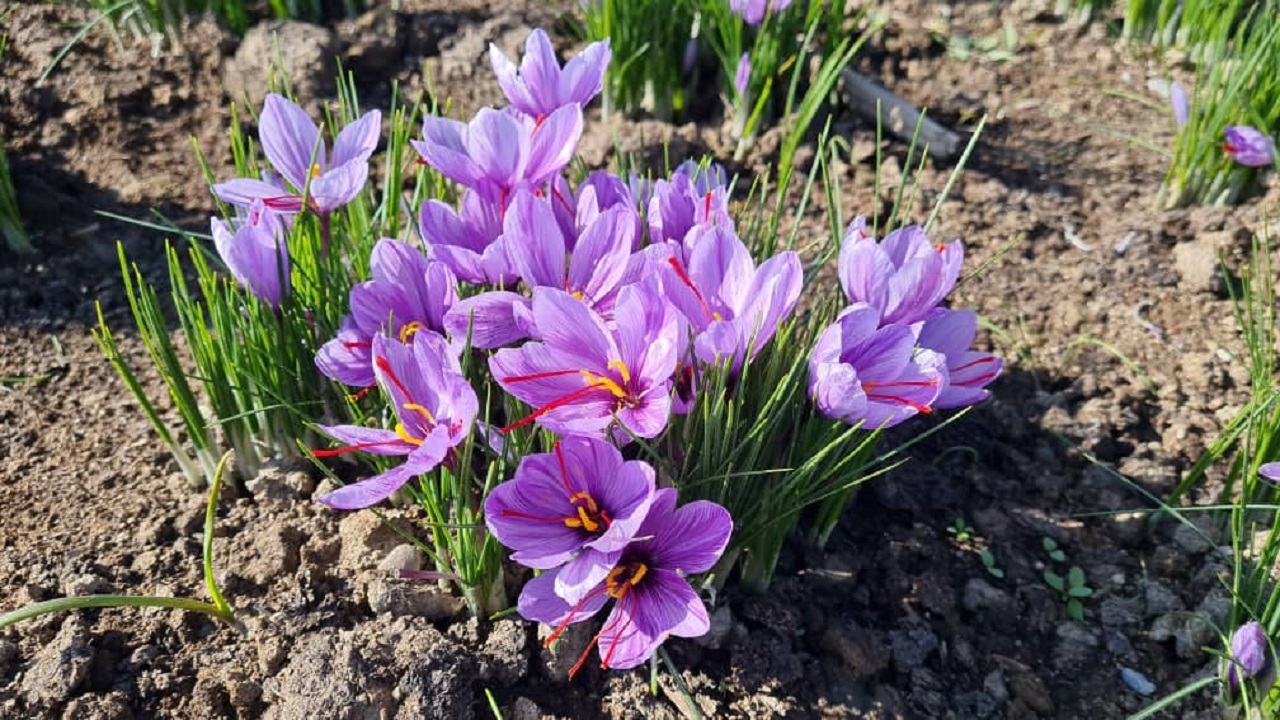 آغاز برداشت زعفران در نظرآباد/ ۲۰۰ کیلوگرم طلای سرخ، هدیه زمین به کشاورزان