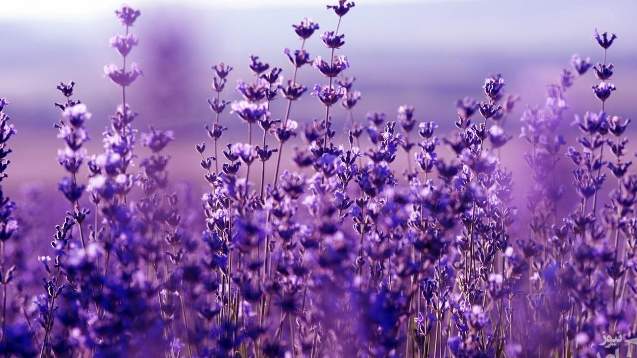 خواص درمانی گیاه لاوندر + فیلم