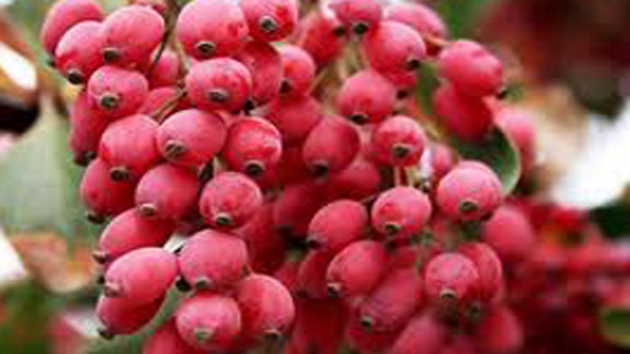 برداشت زرشک در بیضا