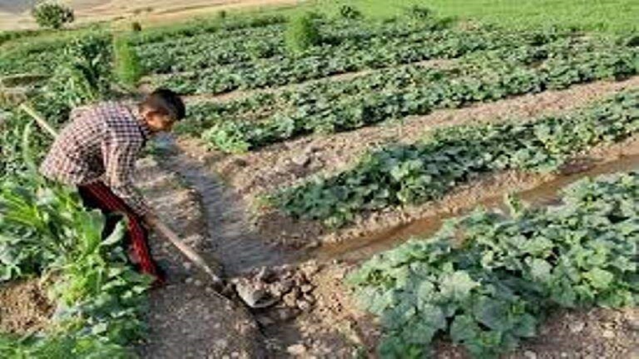 ایجاد ۳۴۰ شغل در بخش کشاورزی آبیک