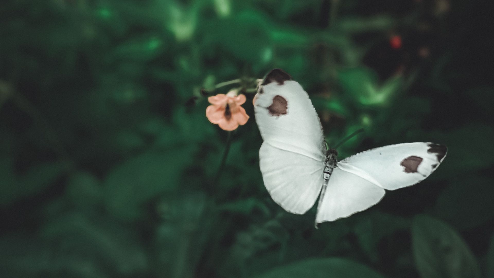 پروانه