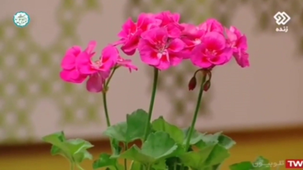 کاشت، نگهداری و شرایط لازم برای گل شمعدانی + فیلم