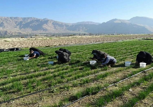 بانوان مشغول چیدن زعفران