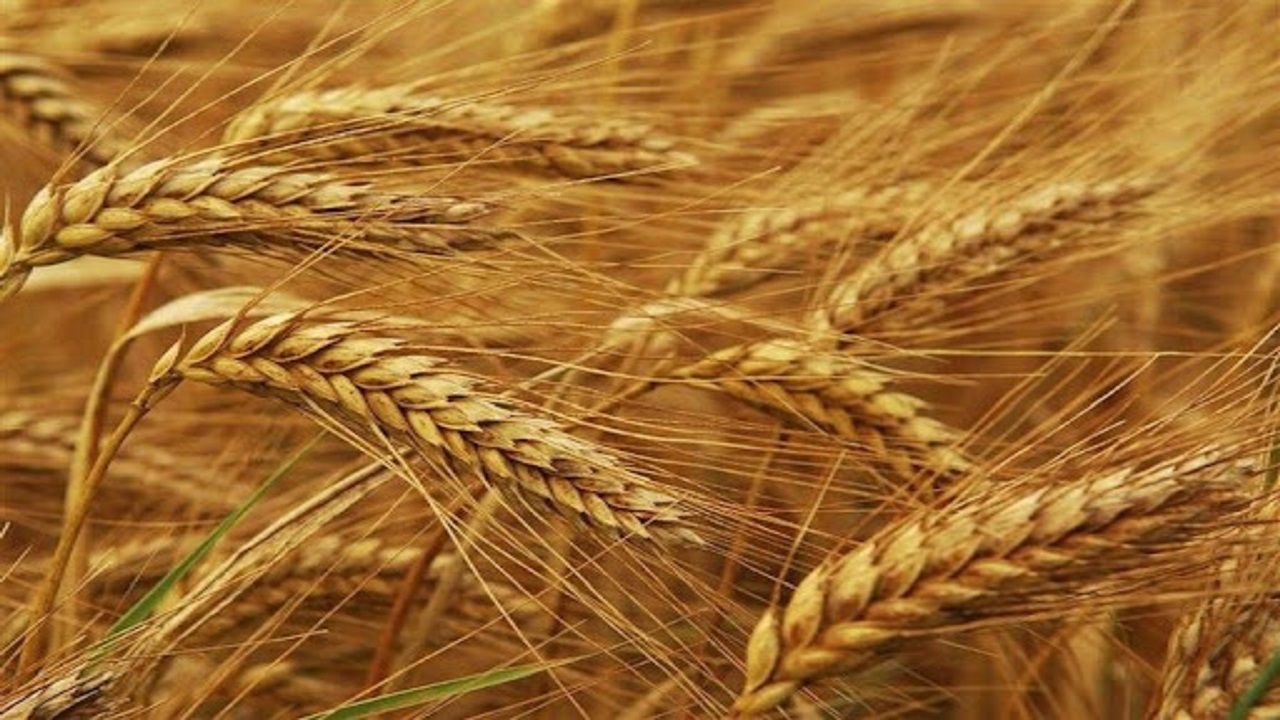 آغاز طرح کشت قراردادی گندم در مراکز جهادکشاورزی شهرستان کلاله