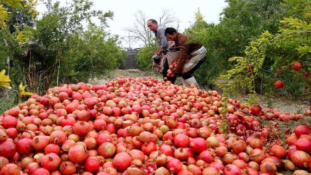 از هم پاشیدن دانه های امید کشاورزان/خشکسالی جگر انار را هم خون کرد