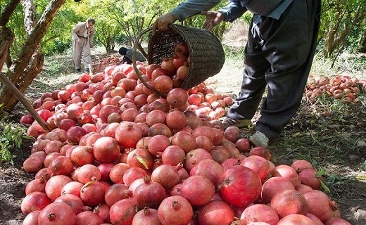برداشت انار