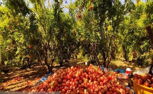 باغات انار