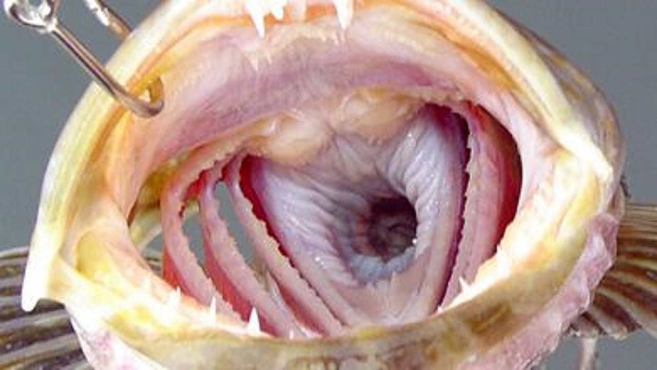 ماهی Lingcod