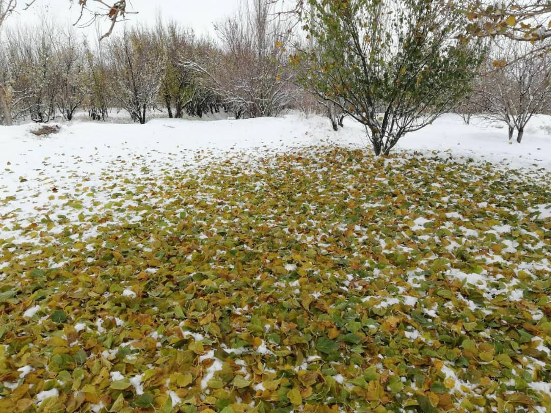 طبیعت برفی