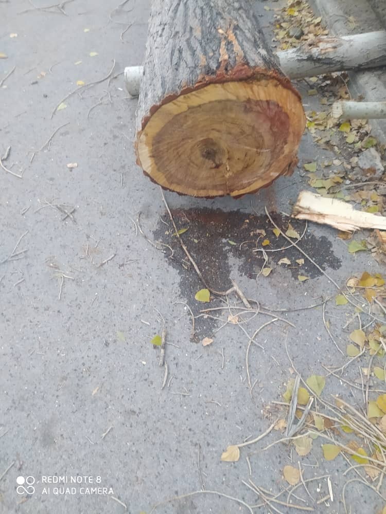 قطع درختان ۸۰ ساله روستای سکنج به دست سودجویان + تصاویر قطع درختان ۸۰ ساله روستای سکنج به دست سودجویان + تصاویر