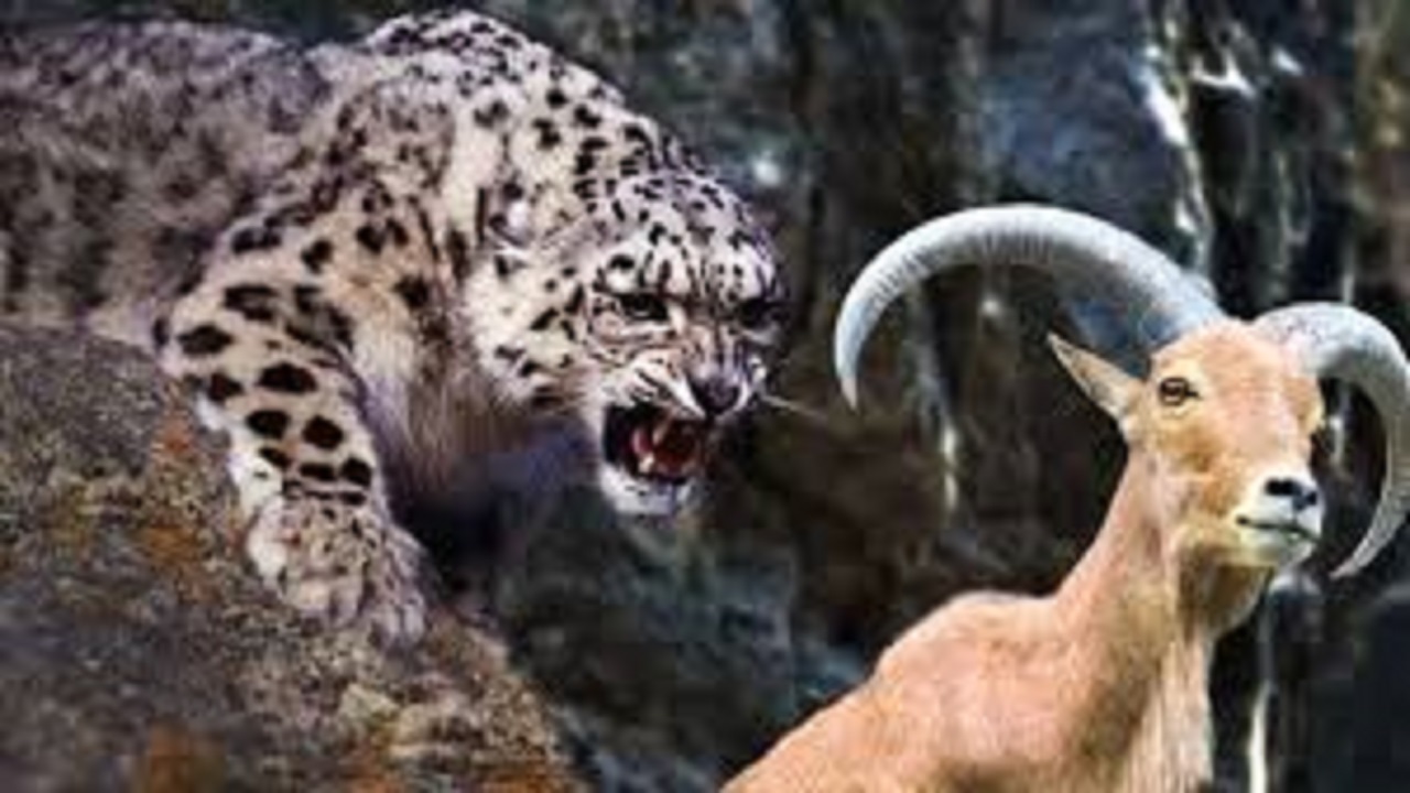 طعمه پلنگ زیر دندان حیوانات دیگر + فیلم