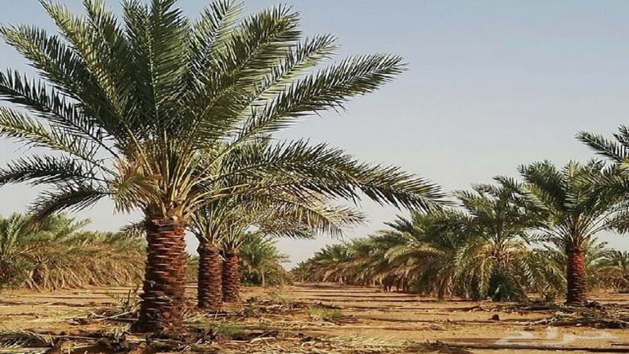 آغاز به کار سومین جشنواره نخل و آفتاب در شهرستان خور و بیابانک