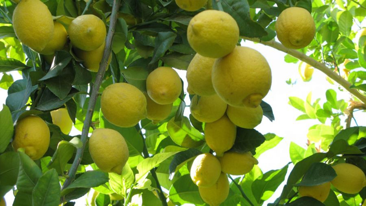 برداشت۵۷۰ هزار تن لیموشیرین در استان فارس