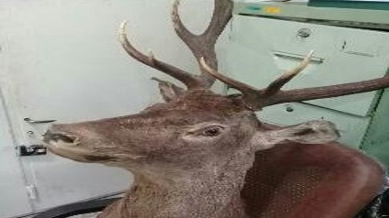 دستگیری شکارچی مرال وحشی در نکا