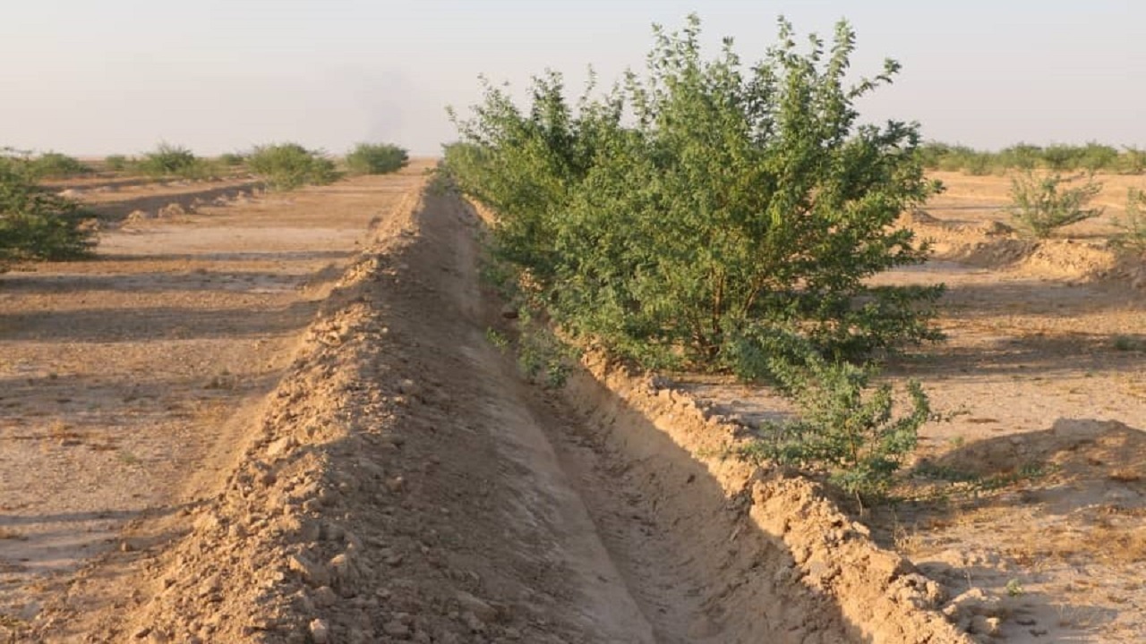 تنها ۲۵ هزار هکتار از کانون‌های بحرانی گرد و غبار شرق اهواز نهال کاری شد