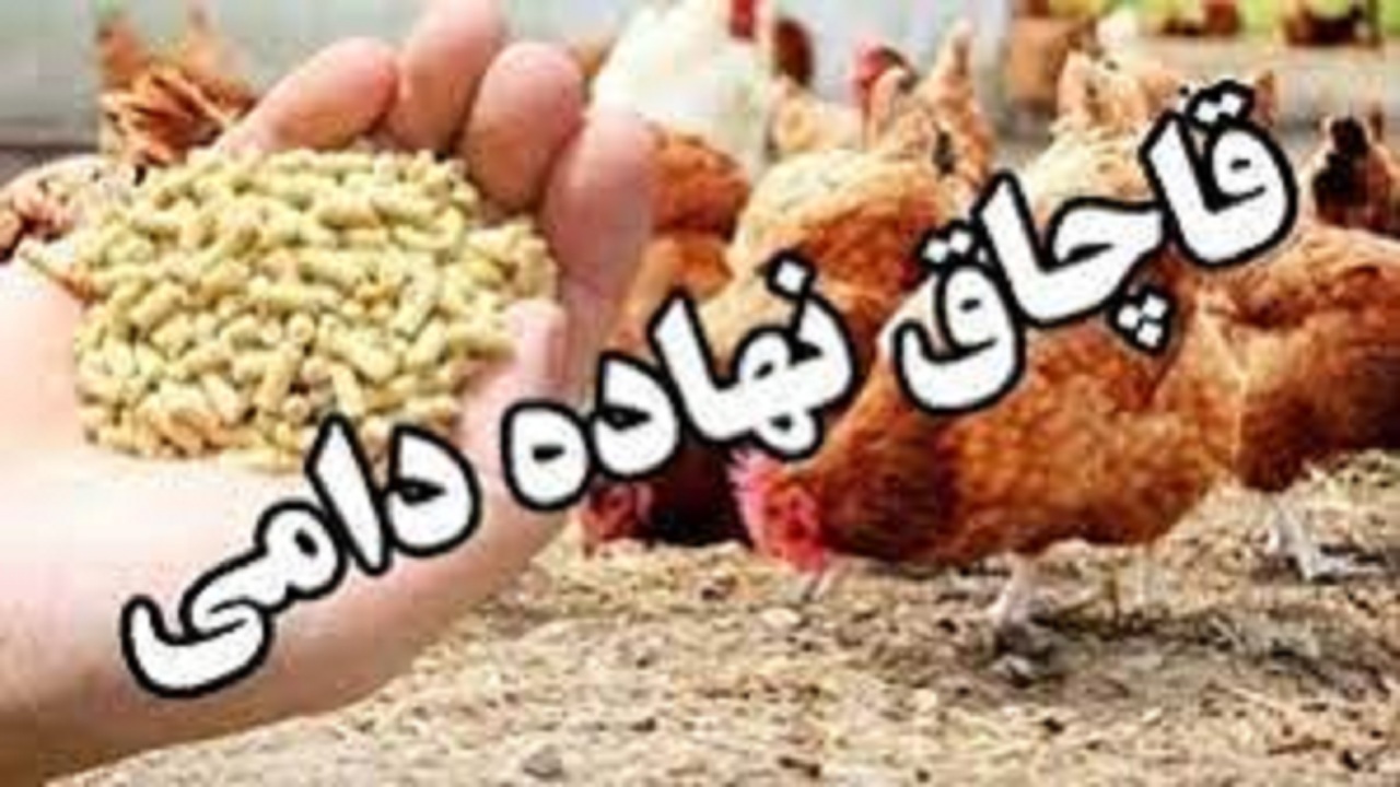 کشف بیش از ۴ تن نهاده دامی غیر مجاز در تویسرکان