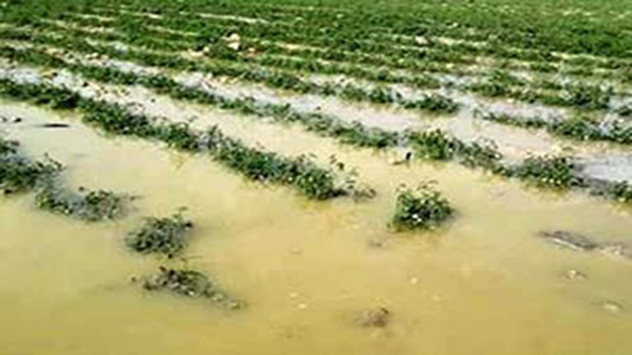 ۳۷۰ میلیارد ریال برای جبران خسارت کشاورزان آذربایجان‌غربی پرداخت شد