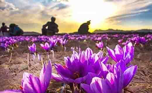 رونق اقتصادی ارمغان طلای سرخ برای مناطق کویری