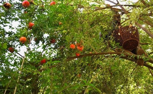 یاقوت سرخ؛خورشید تابنده اورمان/دانه هایی که عروس باغستان های این دیار است