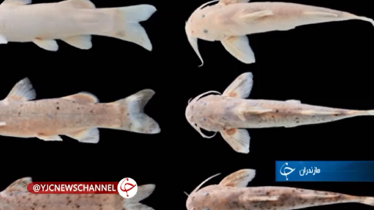 ثبت جهانی گونه جدید ماهی به نام علی دایی+فیلم
